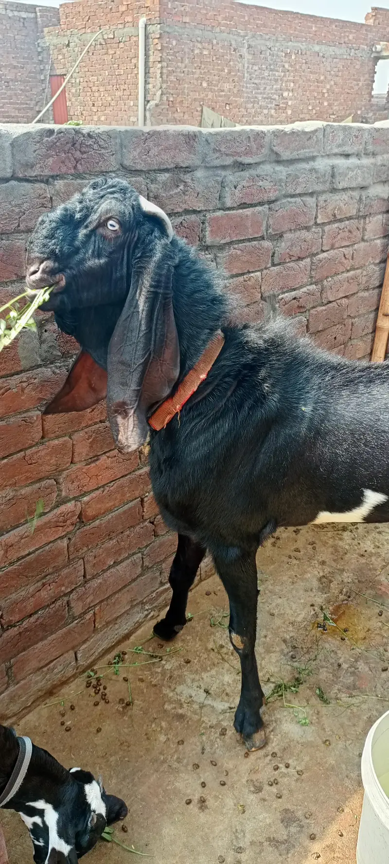  MA SHA ALLAH | Premium Beetal Breeder Bakra For Sale  — photo 2