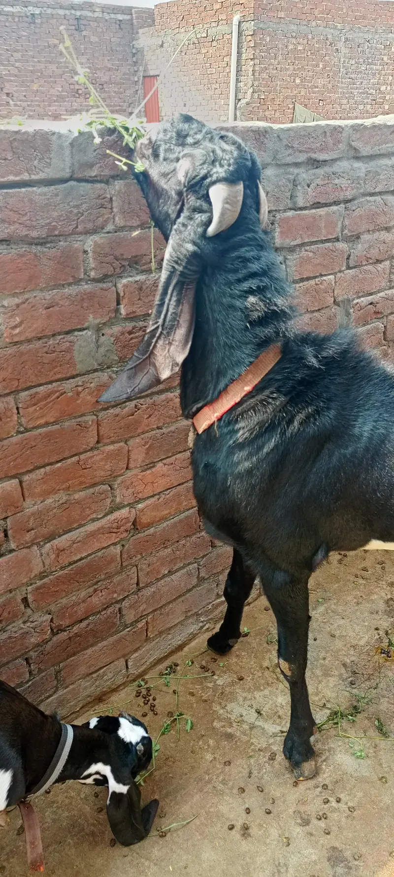  MA SHA ALLAH | Premium Beetal Breeder Bakra For Sale  — photo 3