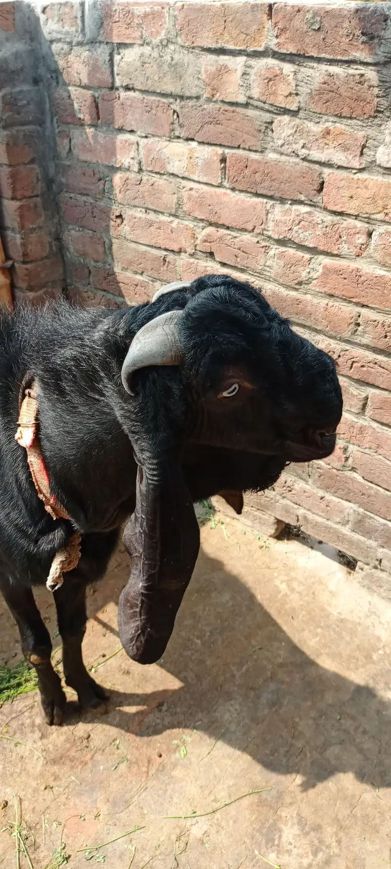  MA SHA ALLAH | Premium Beetal Breeder Bakra For Sale  — photo 4