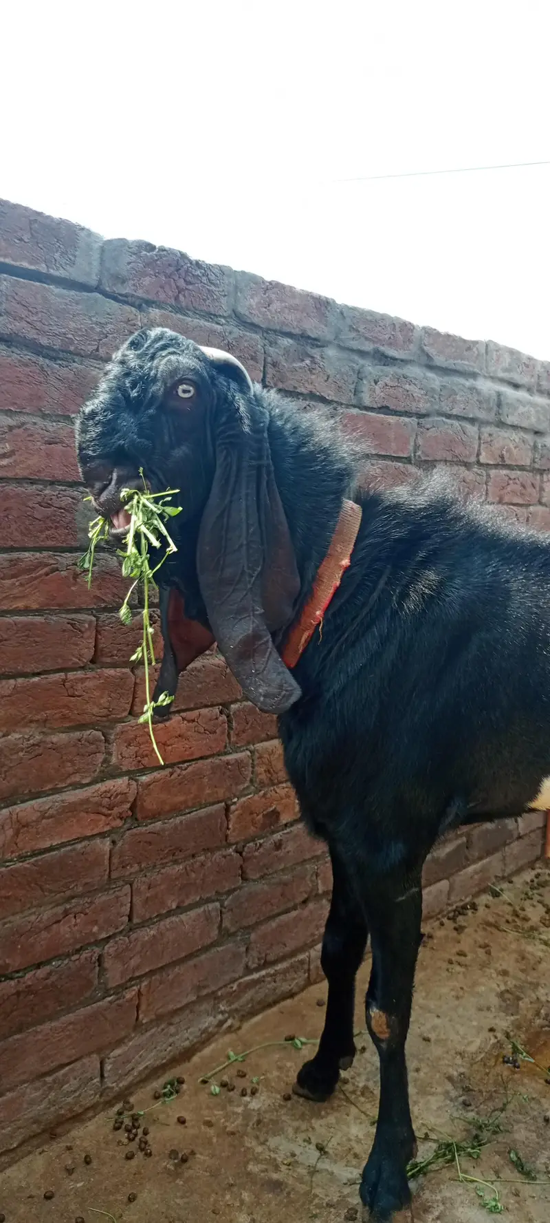  MA SHA ALLAH | Premium Beetal Breeder Bakra For Sale  — photo 5