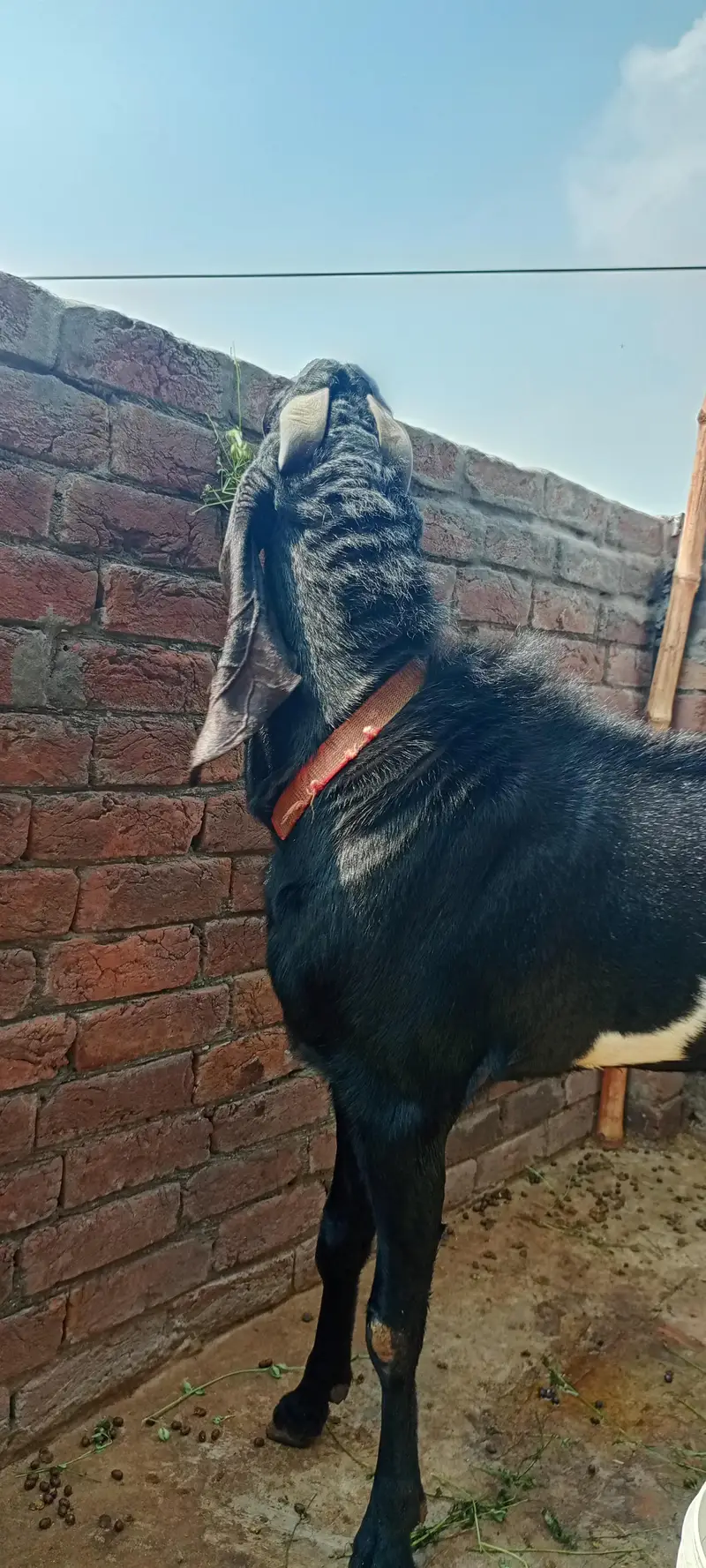  MA SHA ALLAH | Premium Beetal Breeder Bakra For Sale  — photo 6