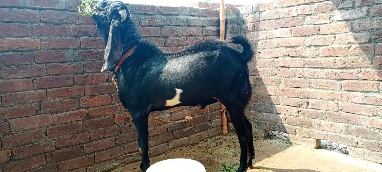  MA SHA ALLAH | Premium Beetal Breeder Bakra For Sale  — photo 7