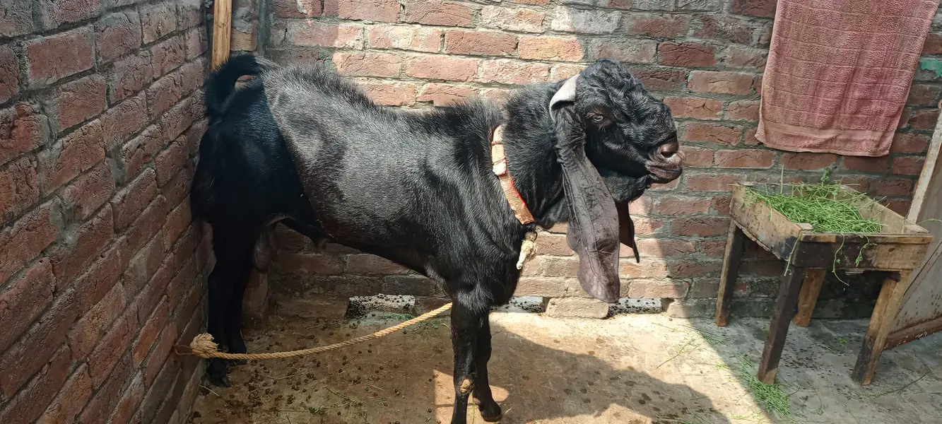  MA SHA ALLAH | Premium Beetal Breeder Bakra For Sale  — photo 8