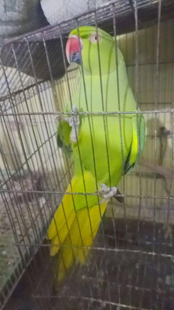 green ringneck 0
