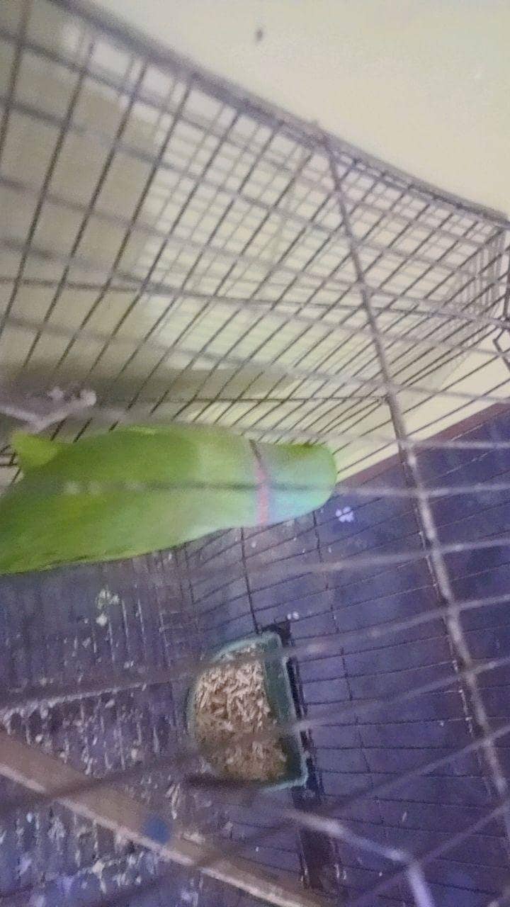 green ringneck 1