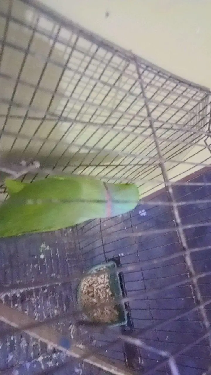 green ringneck — photo 2