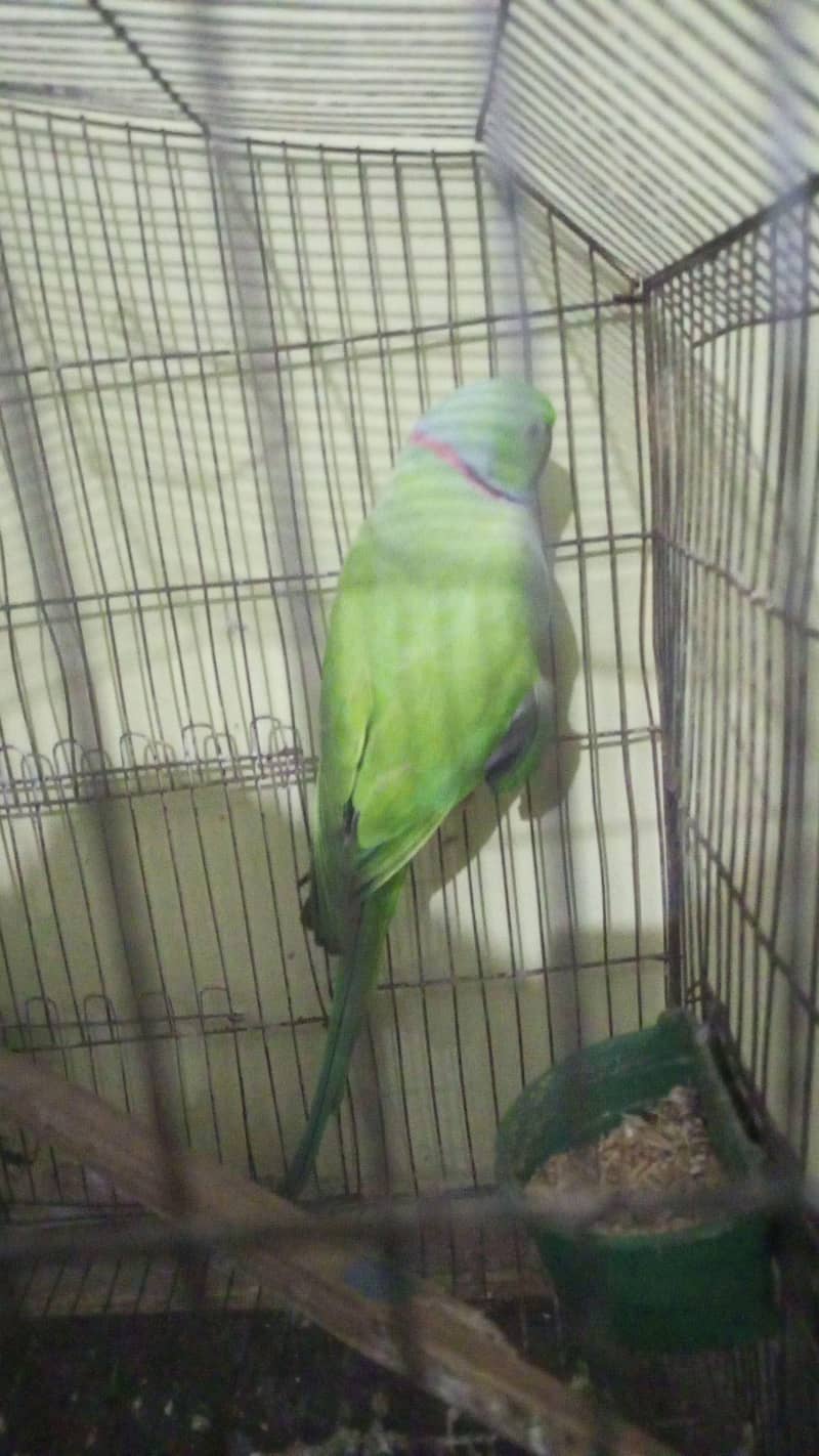 green ringneck 2