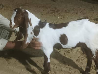 bakra kamora Lal abala