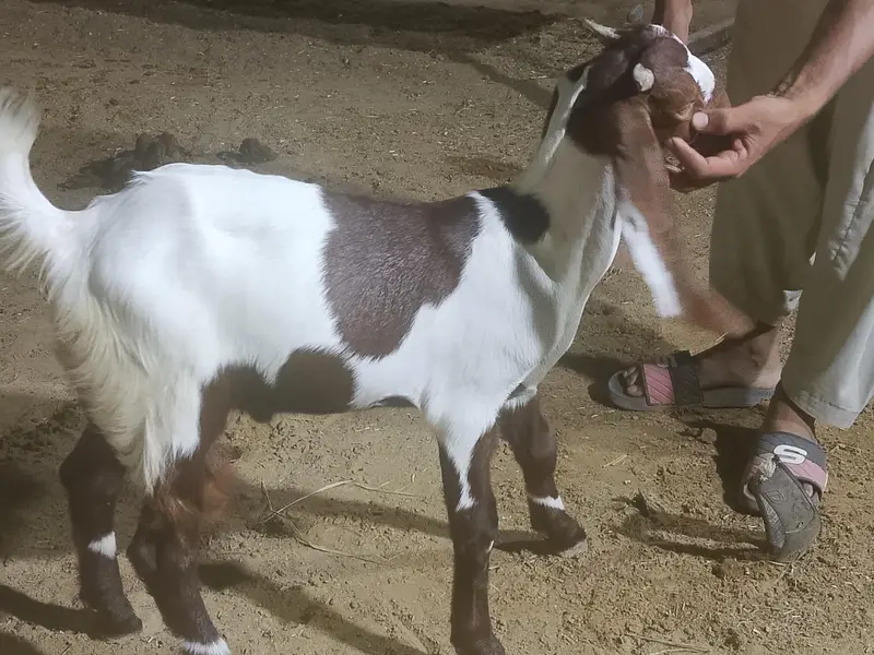 bakra kamora Lal abala — photo 2