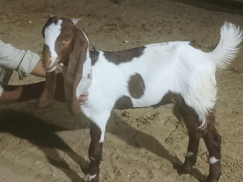 bakra kamora Lal abala — photo 3