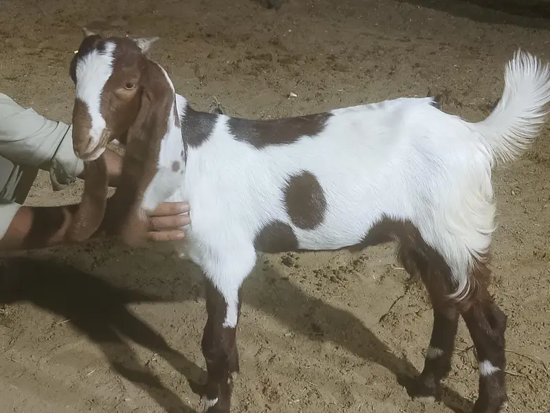 bakra kamora Lal abala — photo 4