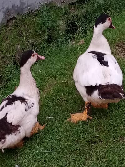 muscovy duck