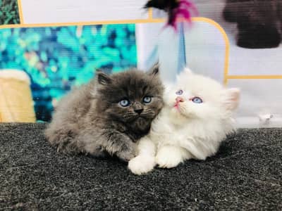 cash on delivery available Persian punch face cat kitten