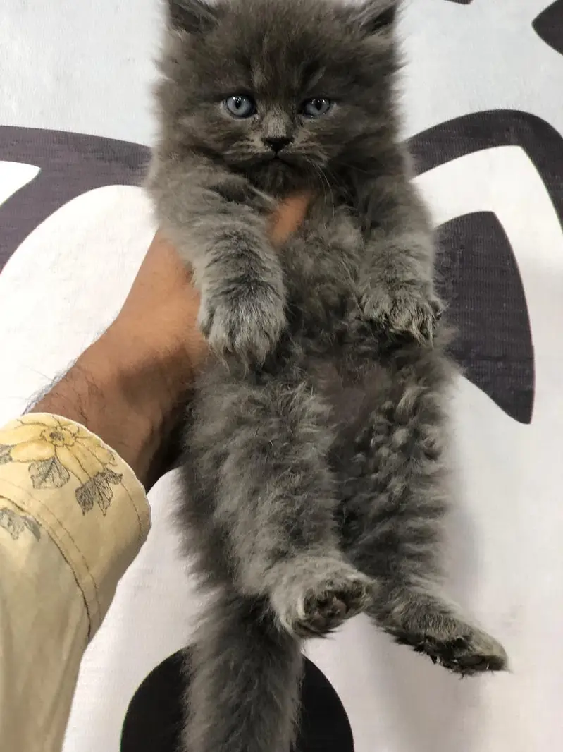 cash on delivery available Persian punch face cat kitten — photo 2