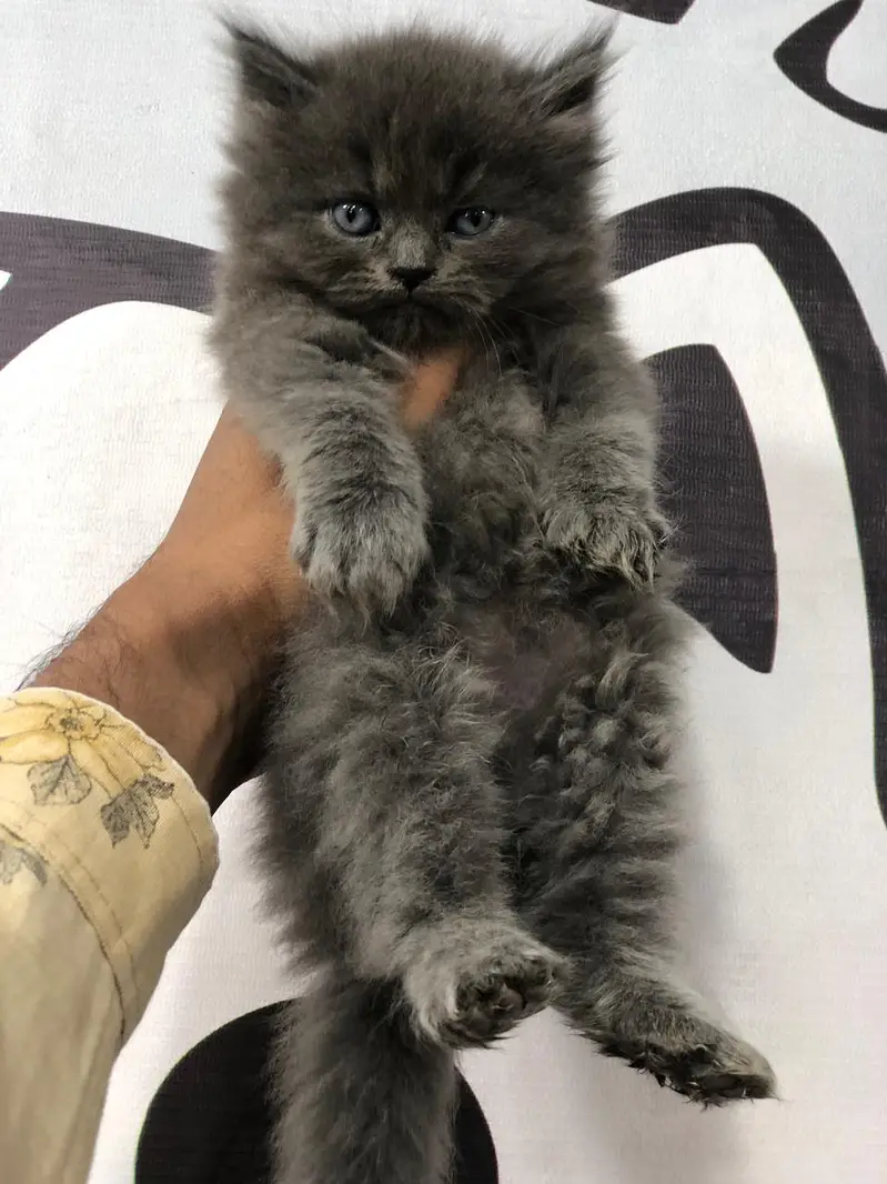 cash on delivery available Persian punch face cat kitten — photo 3