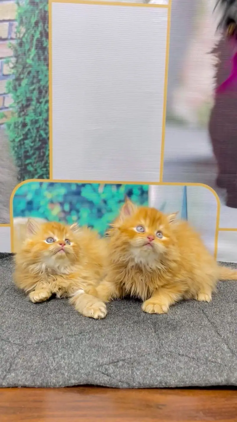 cash on delivery available Persian punch face cat kitten — photo 4