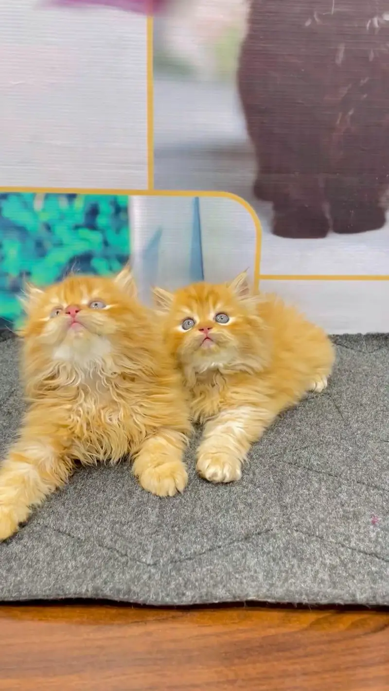 cash on delivery available Persian punch face cat kitten — photo 5