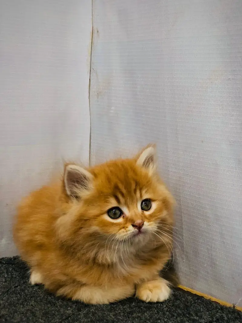 cash on delivery available Persian punch face cat kitten — photo 8