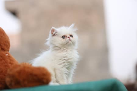 | peke  | PIKI / peky  / Persian cat female cat