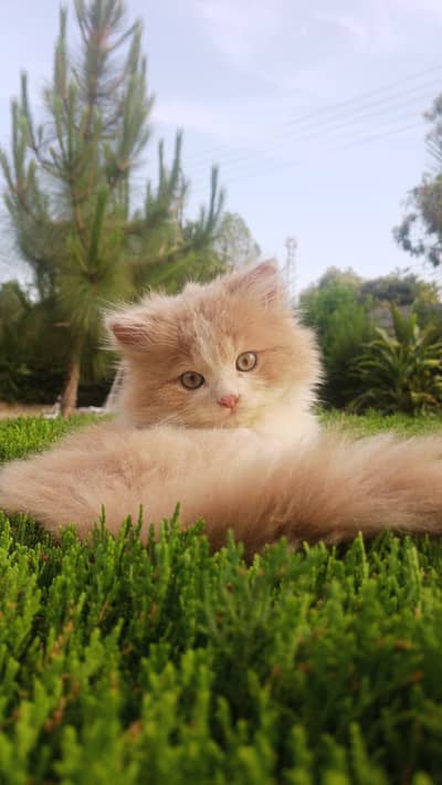Persian Cat