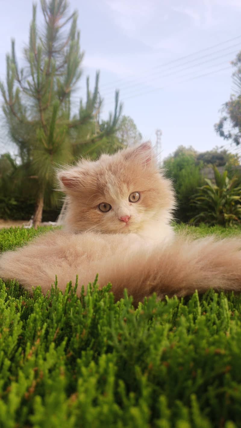 Persian Cat 0