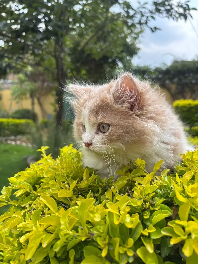 Persian Cat — photo 2