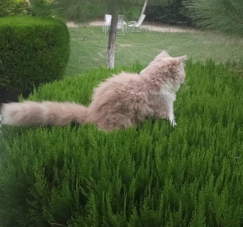 Persian Cat 2