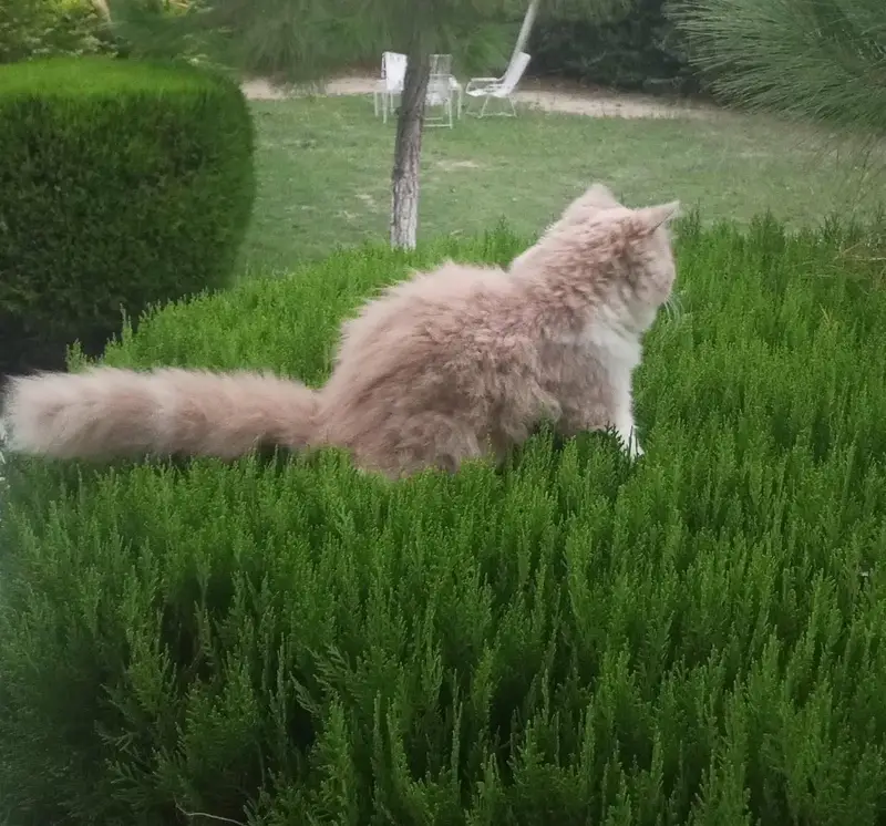 Persian Cat — photo 3