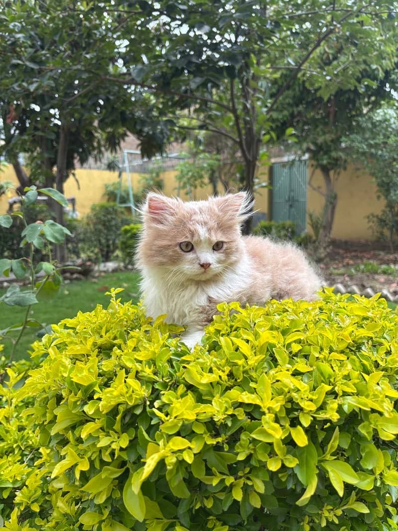 Persian Cat 3