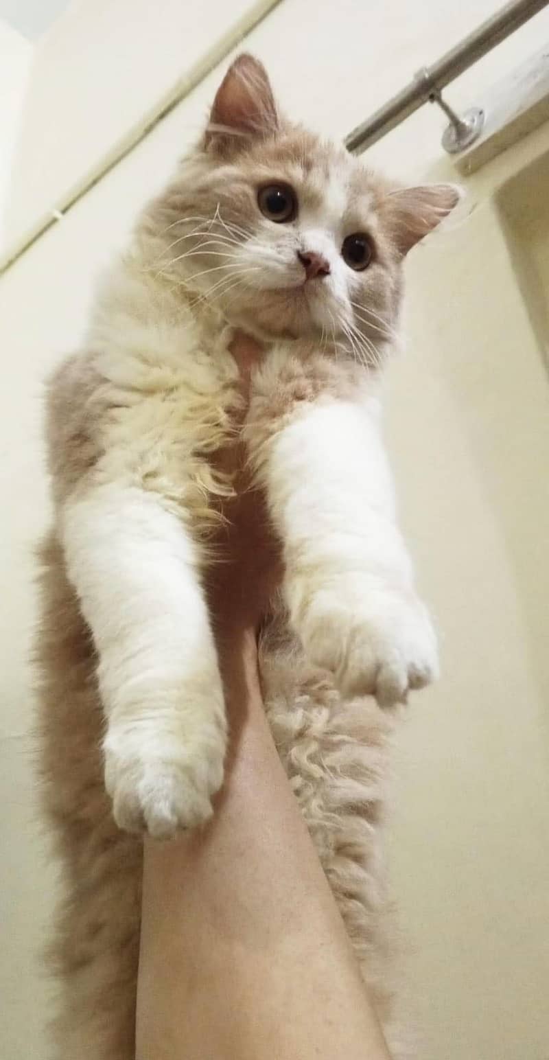 Persian Cat 4