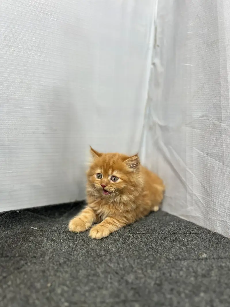 cash on delivery available Persian punch face cat kitten — photo 2