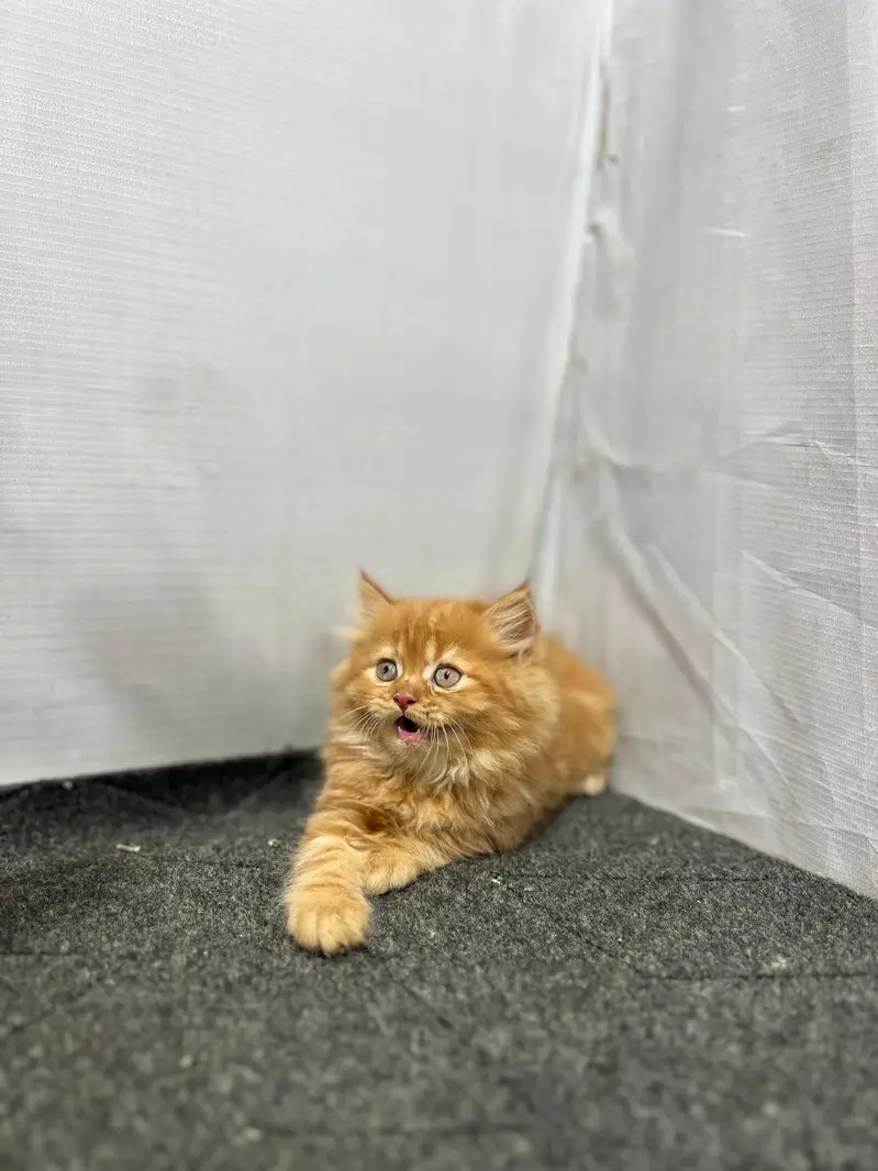 cash on delivery available Persian punch face cat kitten — photo 3
