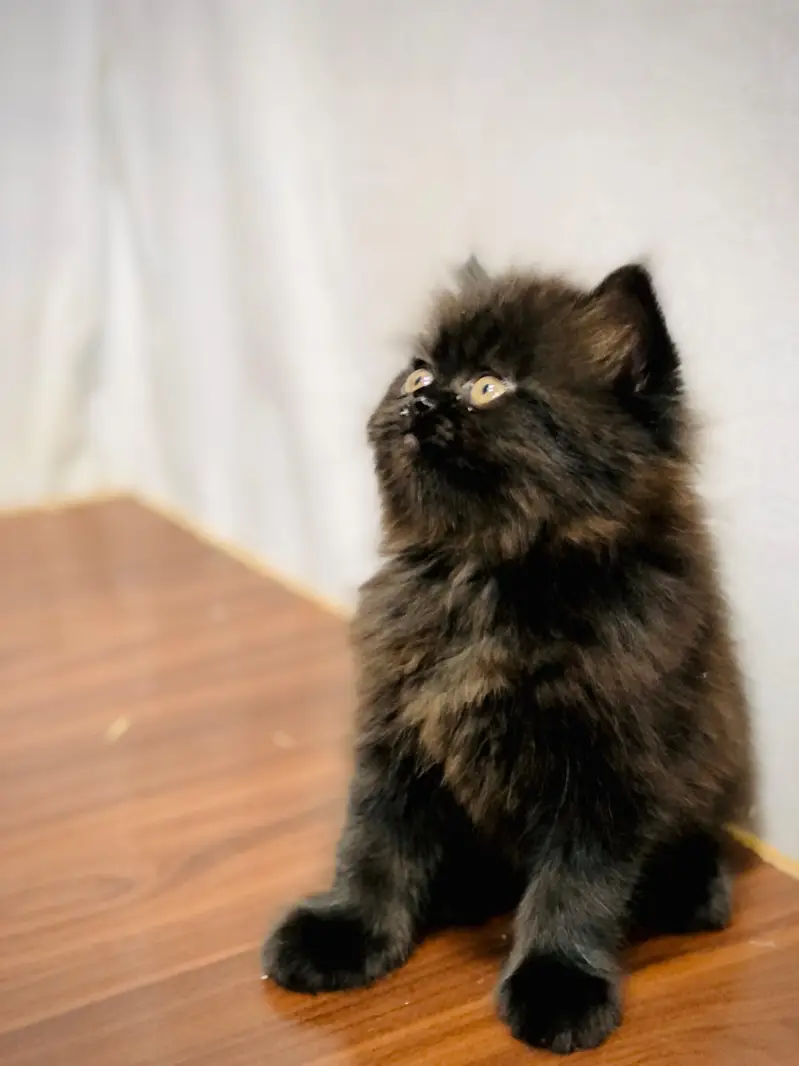 cash on delivery available Persian punch face cat kitten — photo 4