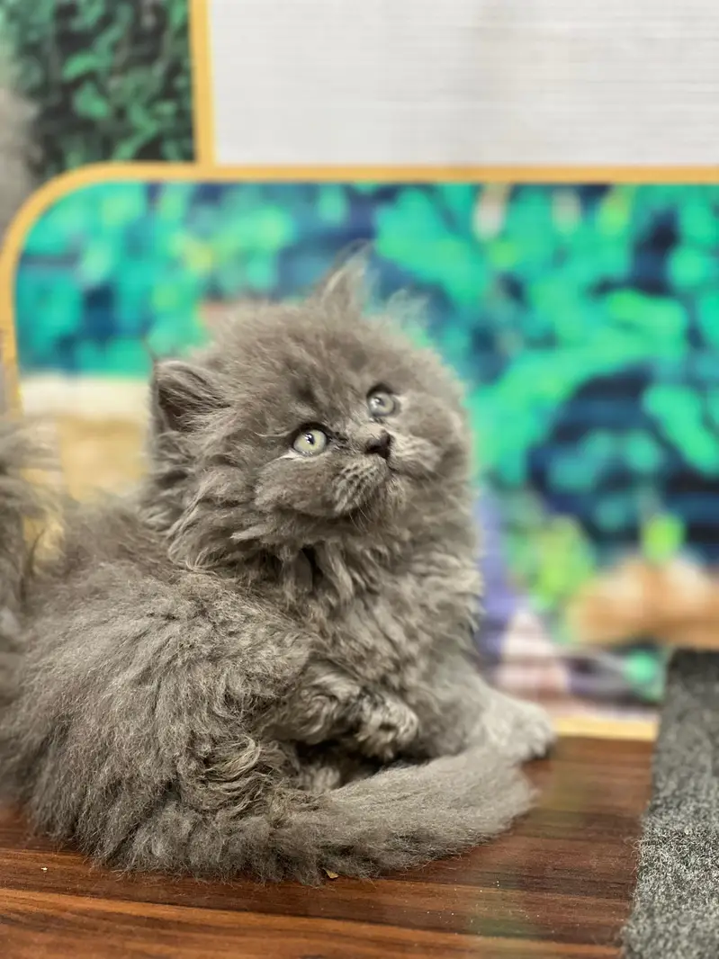 cash on delivery available Persian punch face cat kitten — photo 7