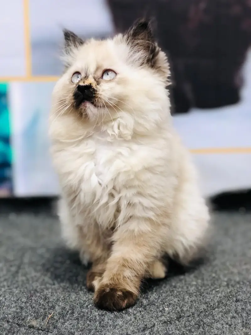 cash on delivery available Persian punch face cat kitten — photo 8