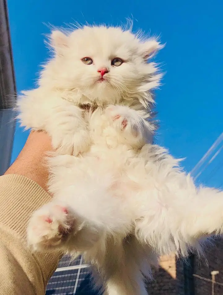 cash on delivery available Persian punch face cat kitten — photo 11
