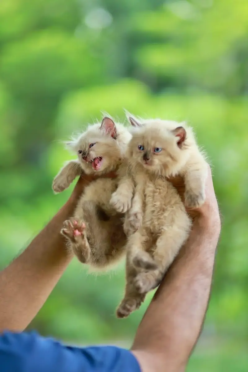 cash on delivery available Persian punch face cat kitten — photo 12
