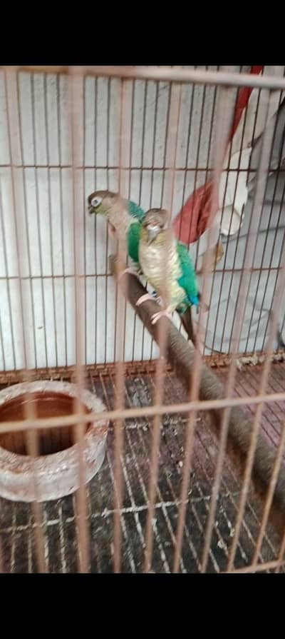 blue turkwise top quality breeder pair