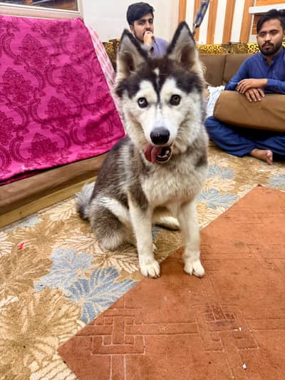 Siberian Husky Felamle bi Eyed