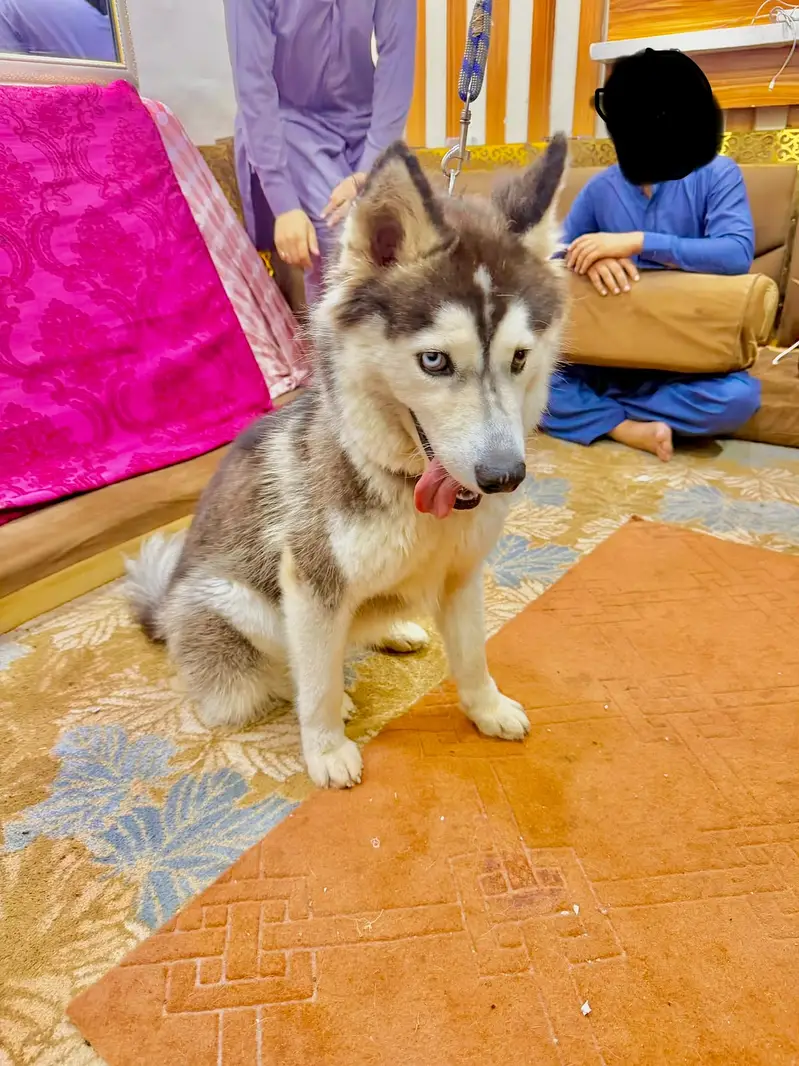 Siberian Husky Felamle bi Eyed — photo 2