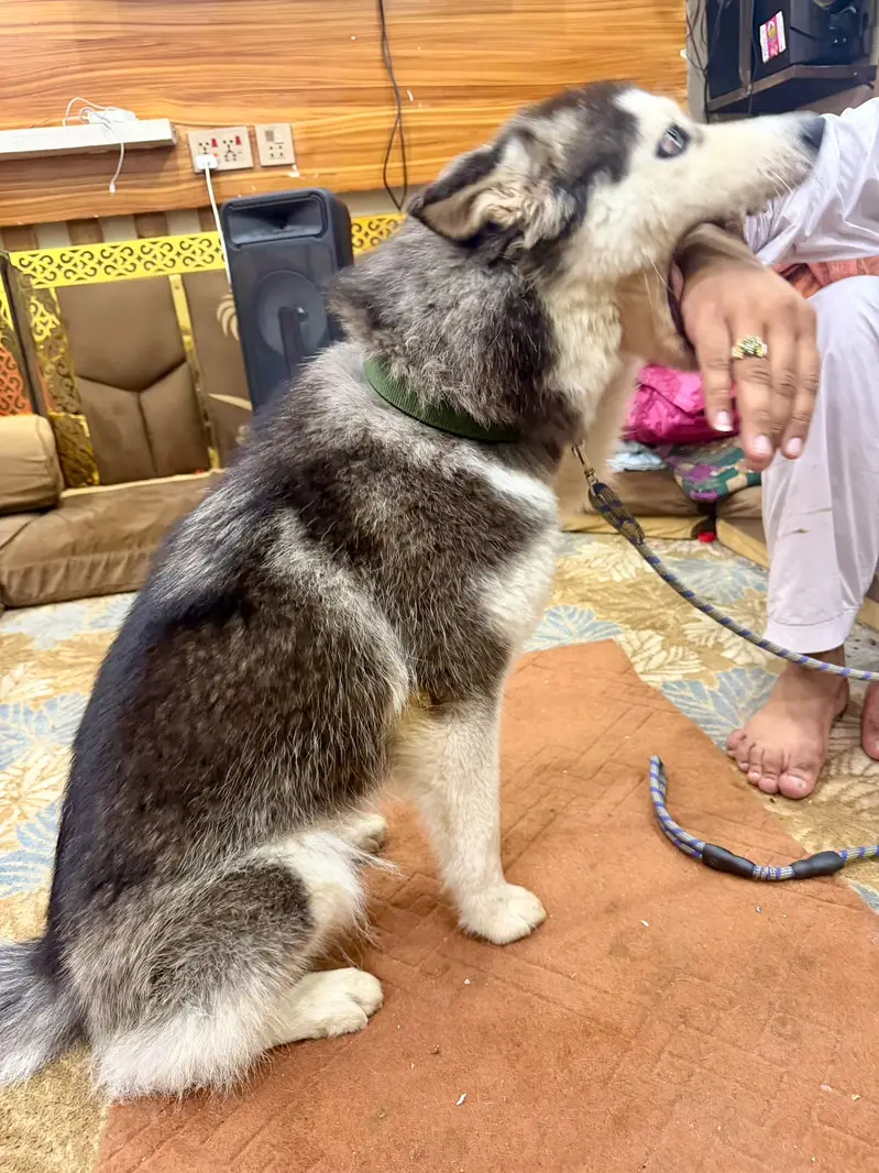 Siberian Husky Felamle bi Eyed — photo 4