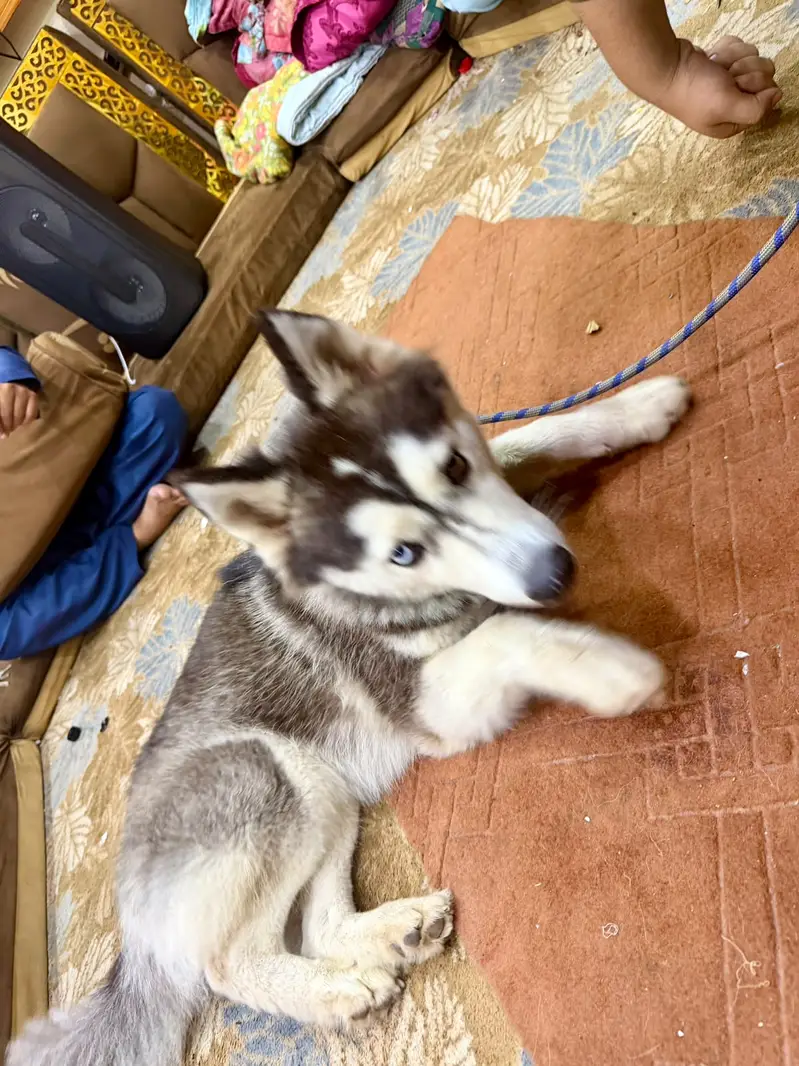 Siberian Husky Felamle bi Eyed — photo 5