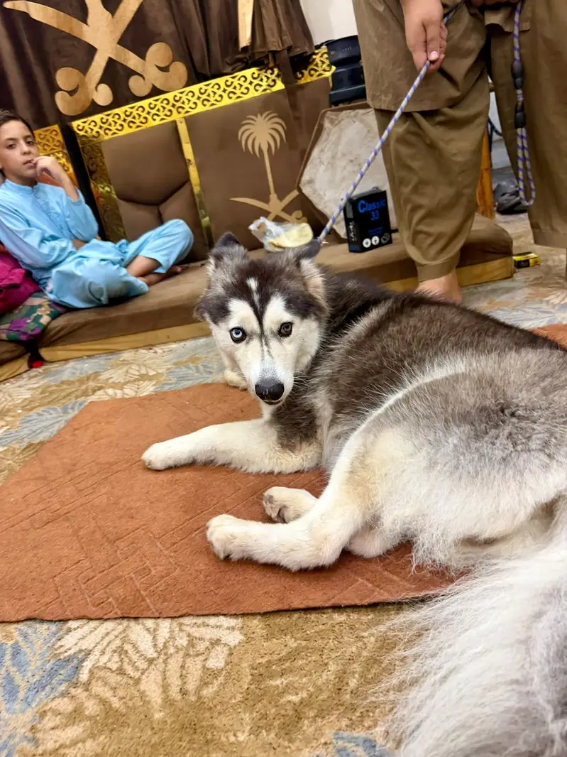 Siberian Husky Felamle bi Eyed — photo 6