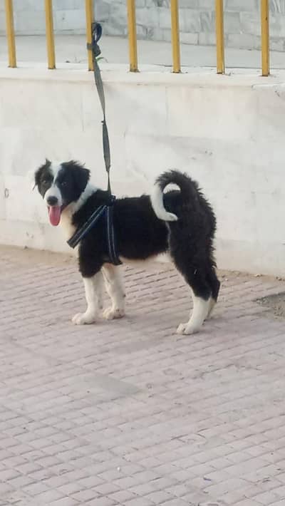 bodder collie cross available