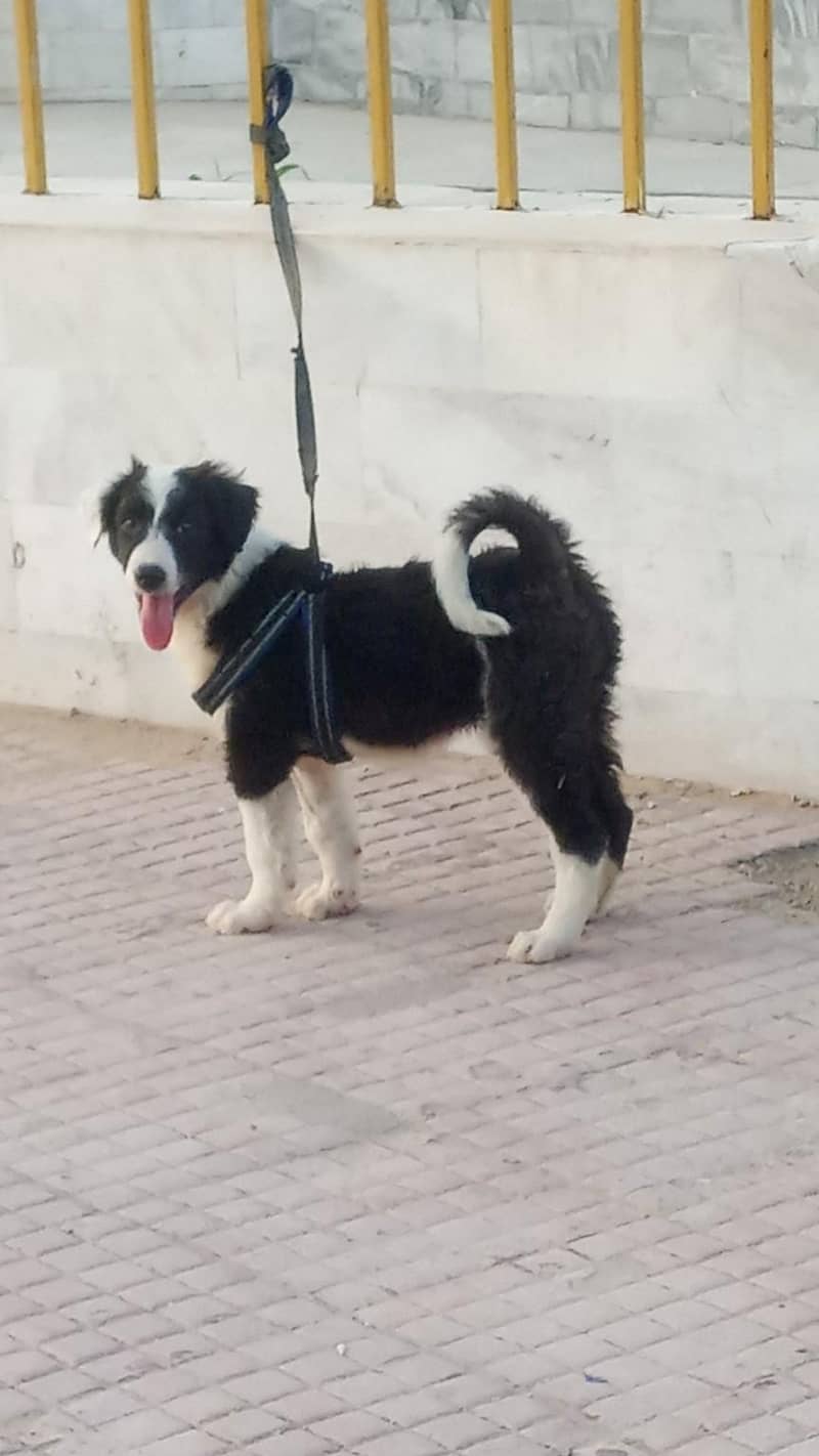 bodder collie cross available 0