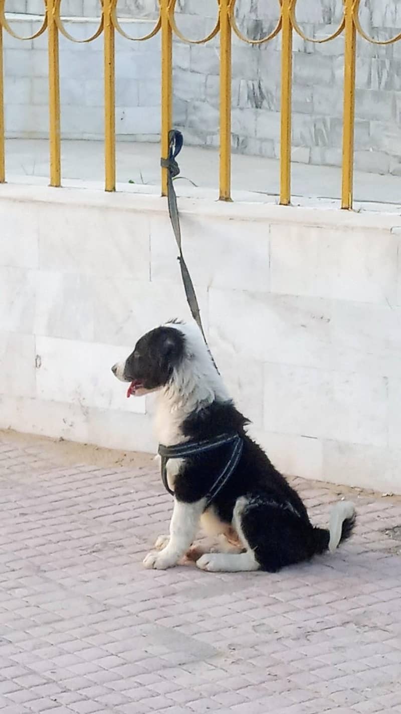 bodder collie cross available 1