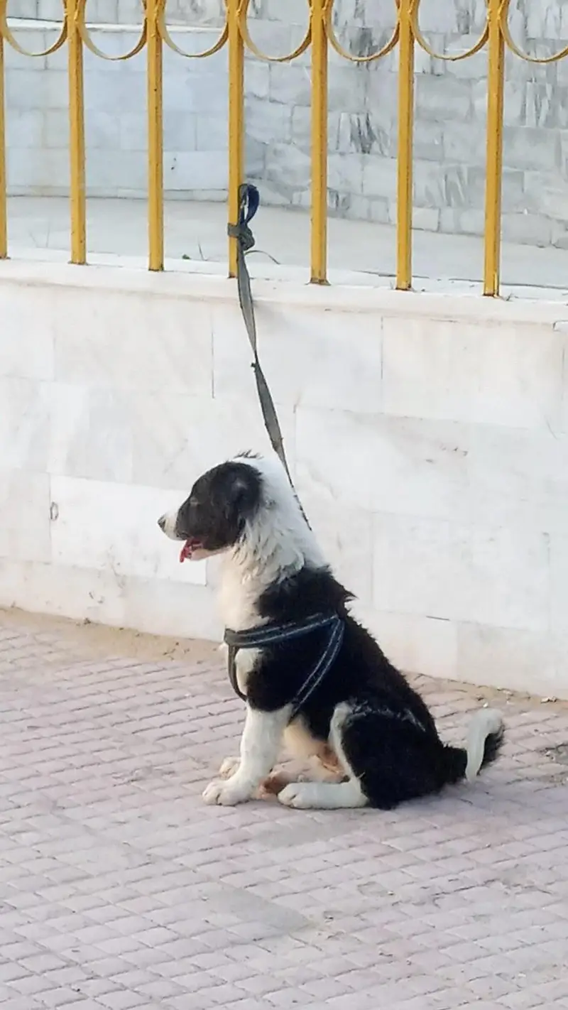bodder collie cross available — photo 2