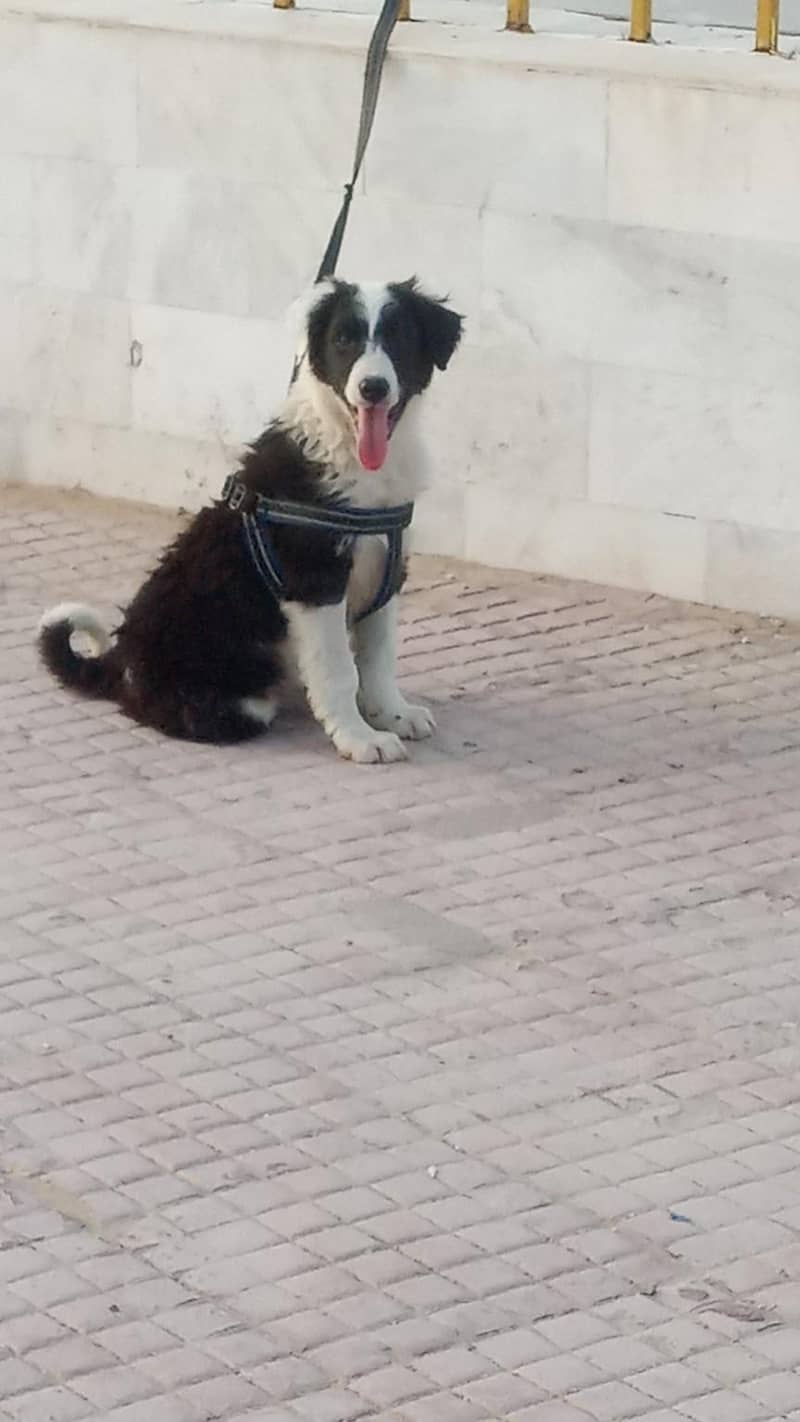 bodder collie cross available 2