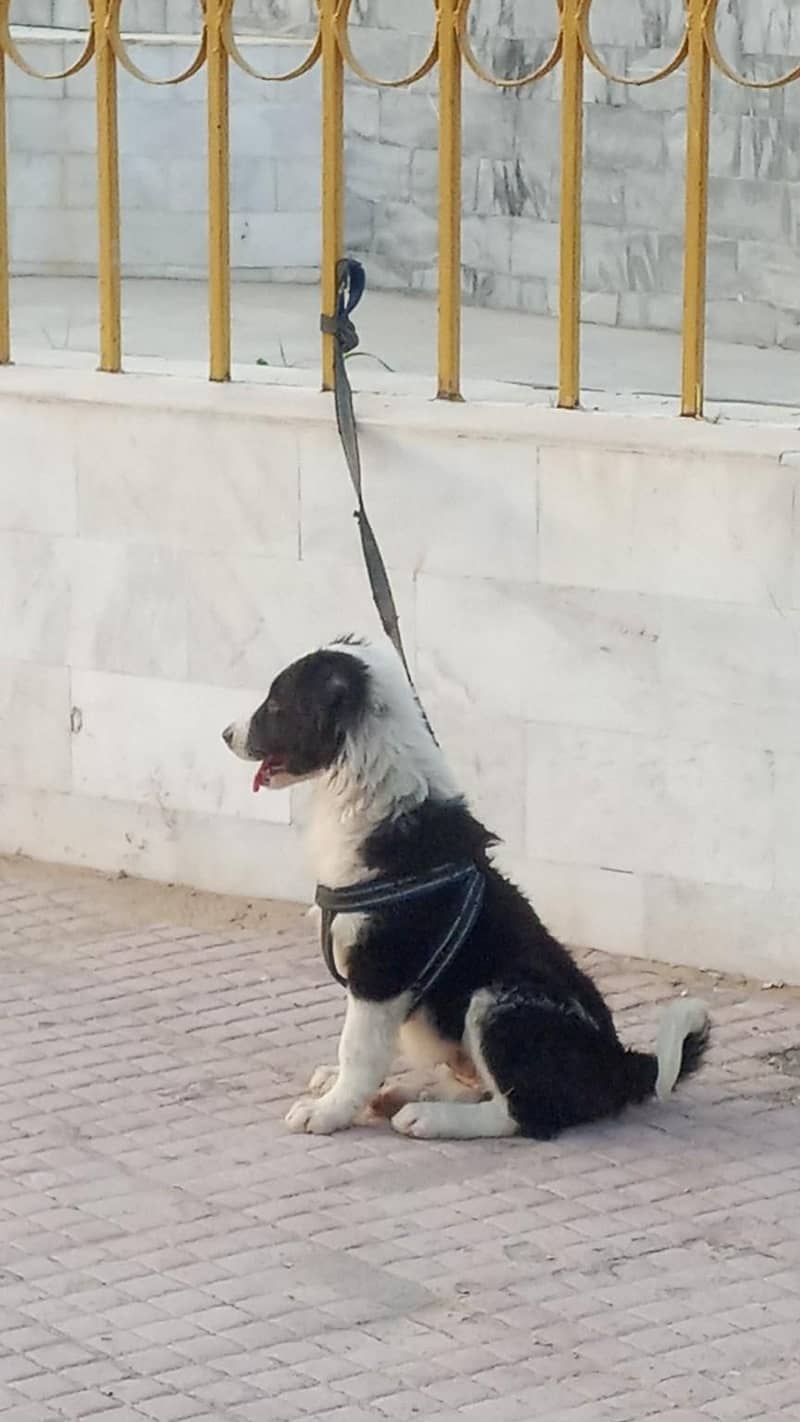 bodder collie cross available 3