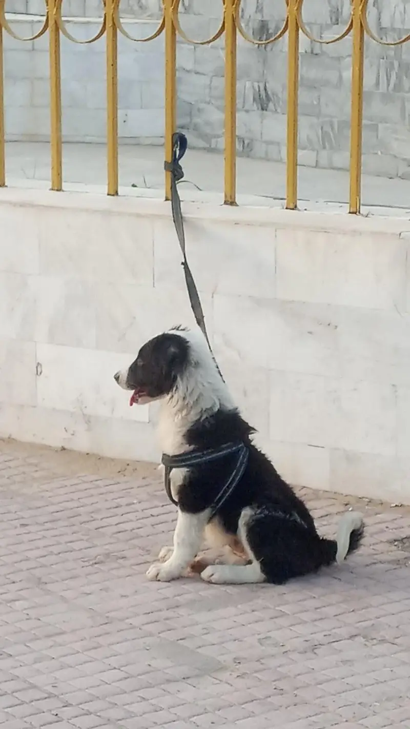 bodder collie cross available — photo 4
